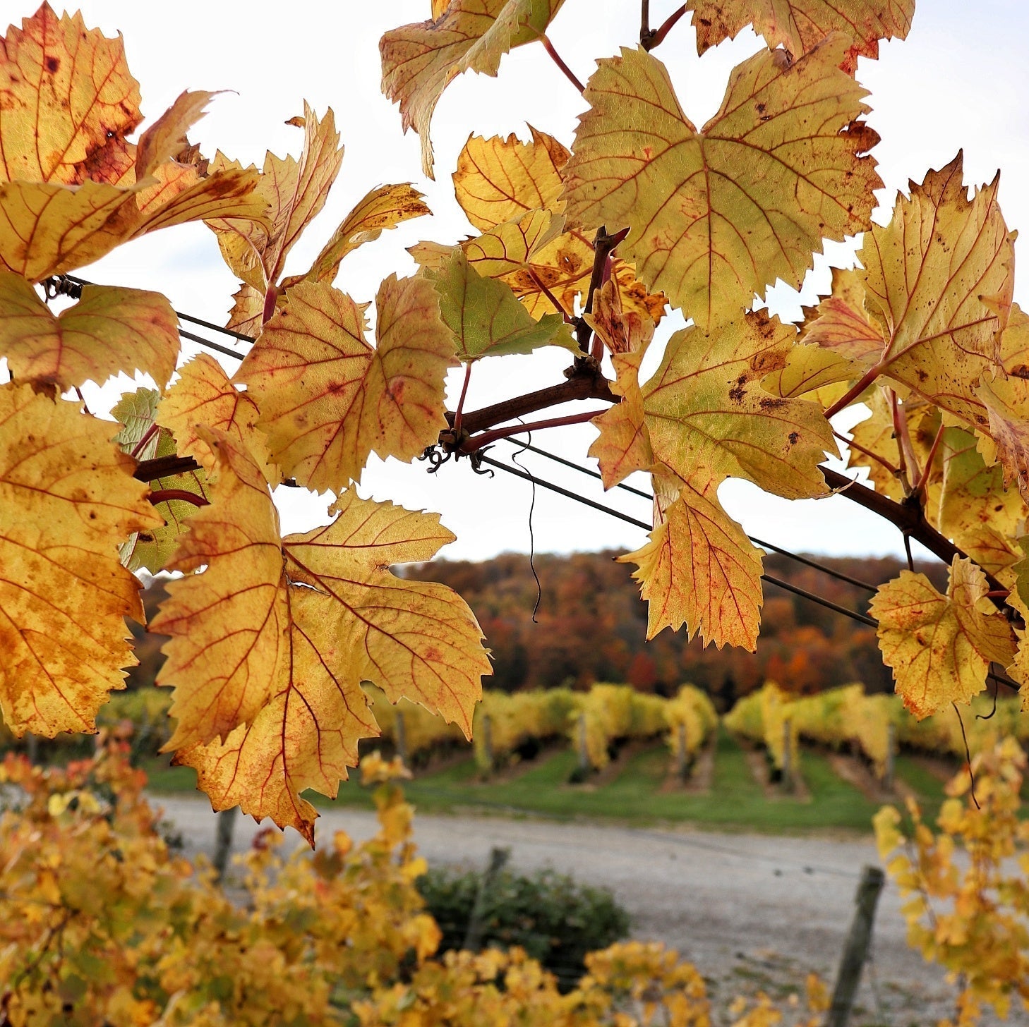 Degrees, Days, Hours and Millimeters: the negociants of vintage variation