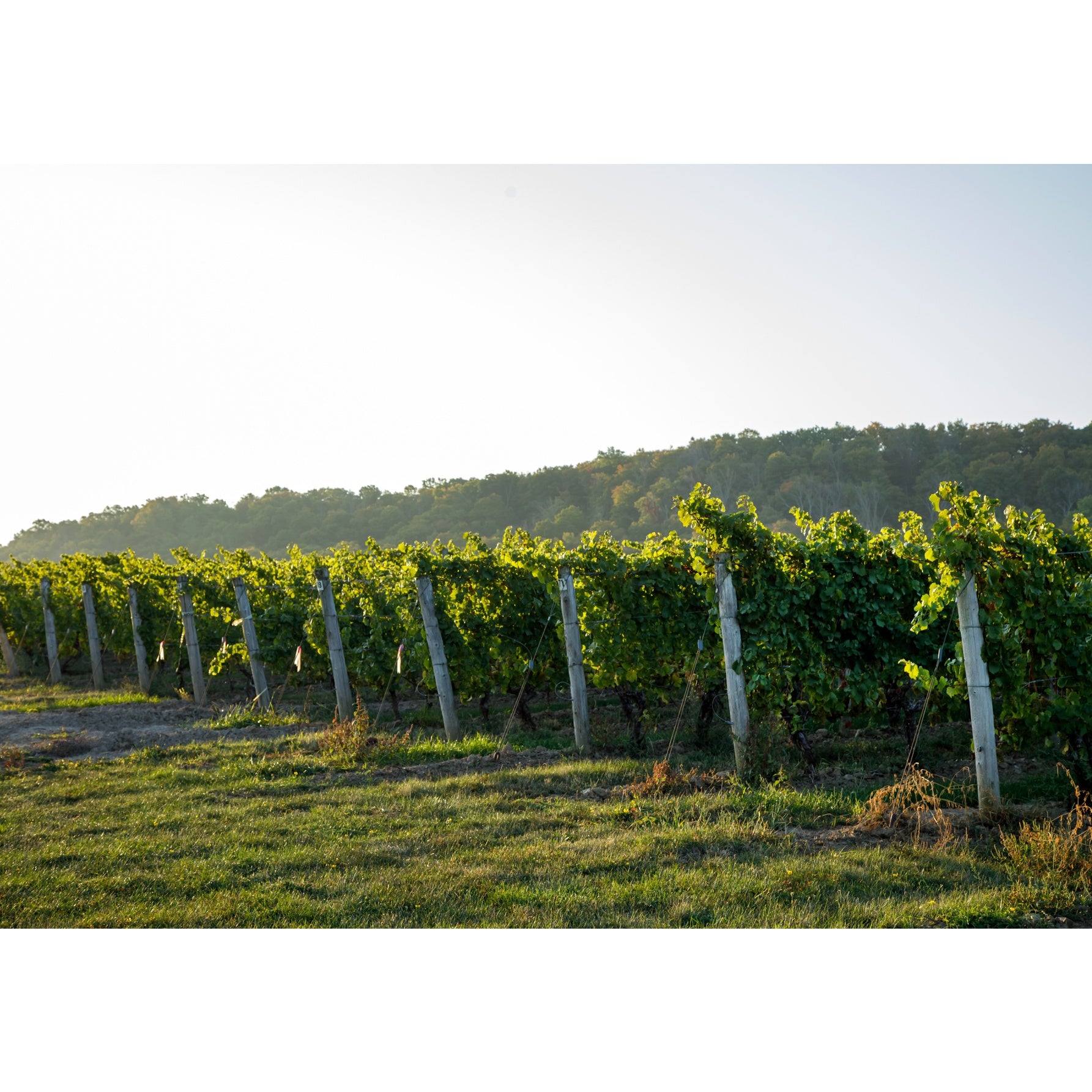2023 on the Vine; a Year of Give and Take
