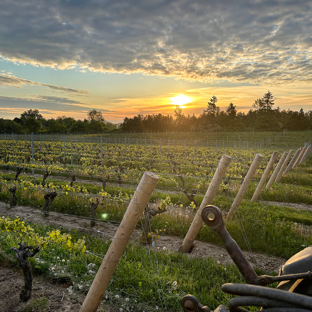 You Know our Demo Wines... Here’s a Look at our Demo Blocks