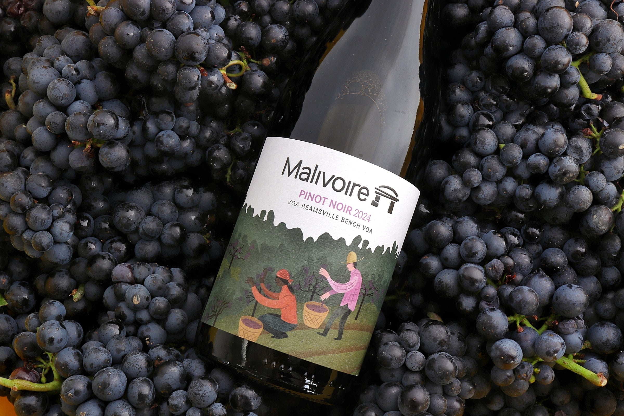 2024 Pinot Noir (formerly named Small Lot)