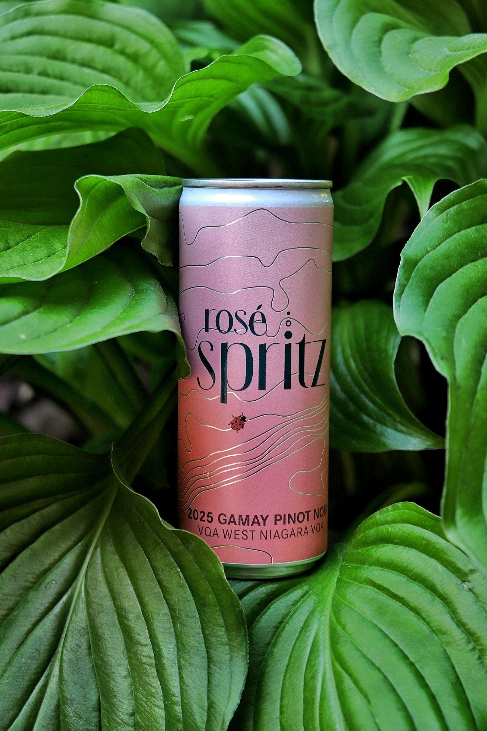 Rosé Ladybug 2024 en canettes de 250 ml