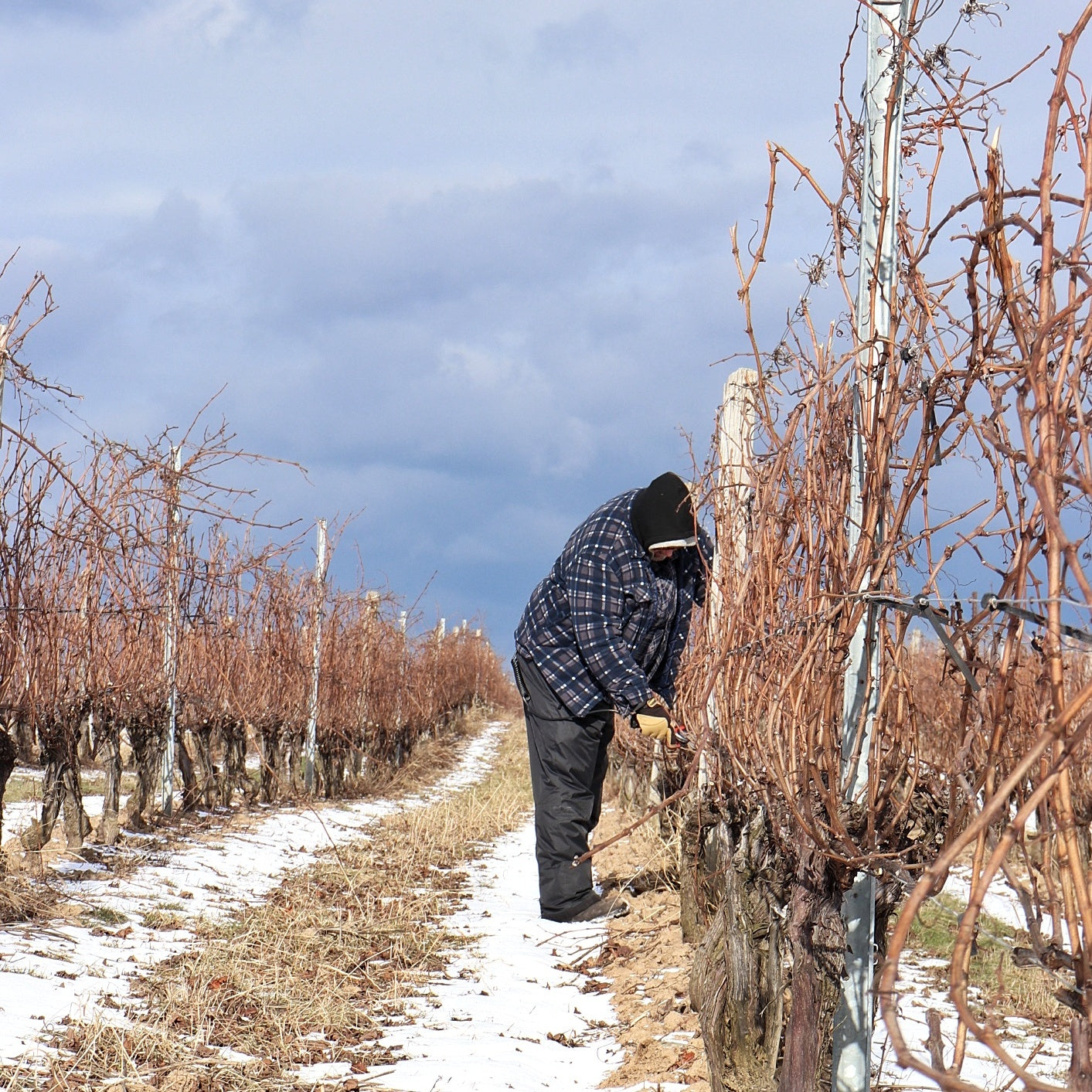 A Diagnosis of Spring from our Farm Doctor