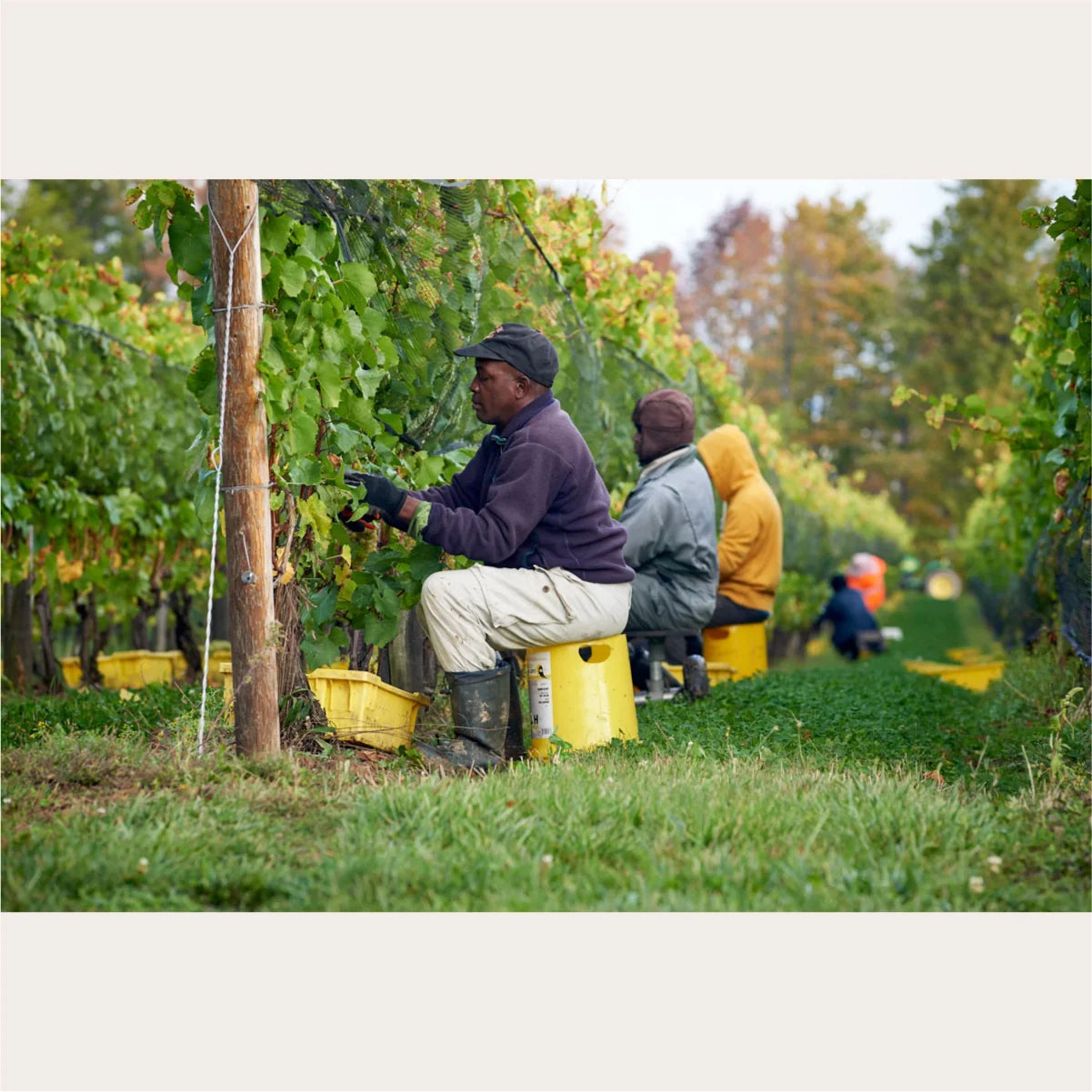 From Vine to Basket: a New Vintage