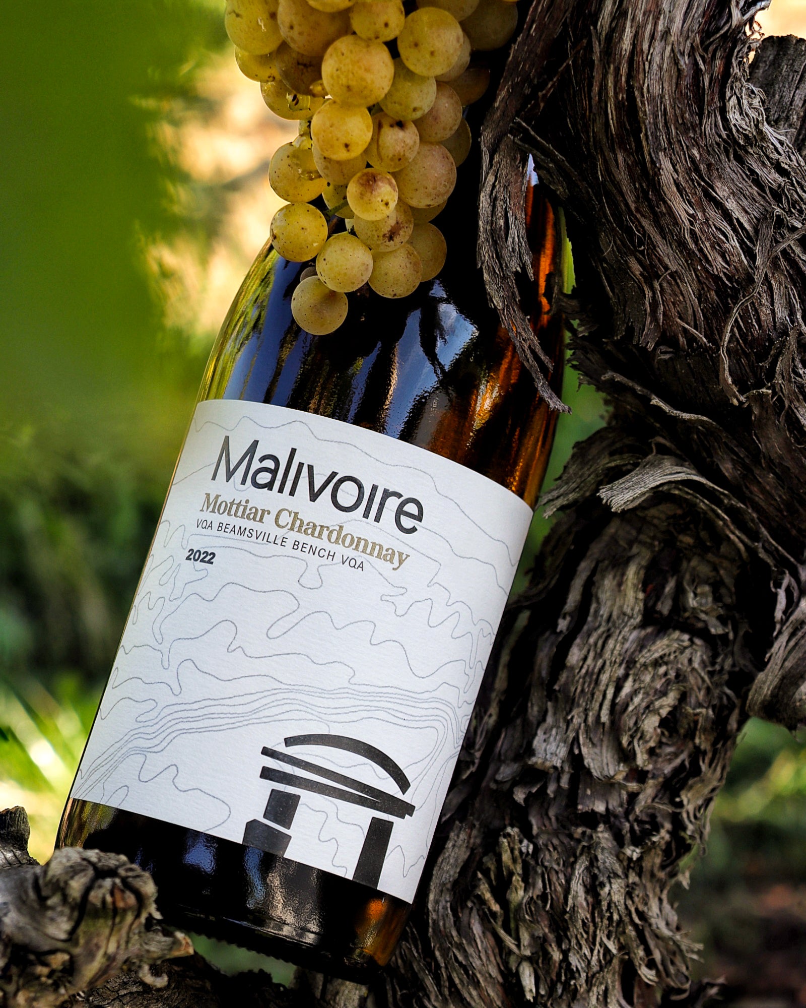 2022 Mottiar Chardonnay
