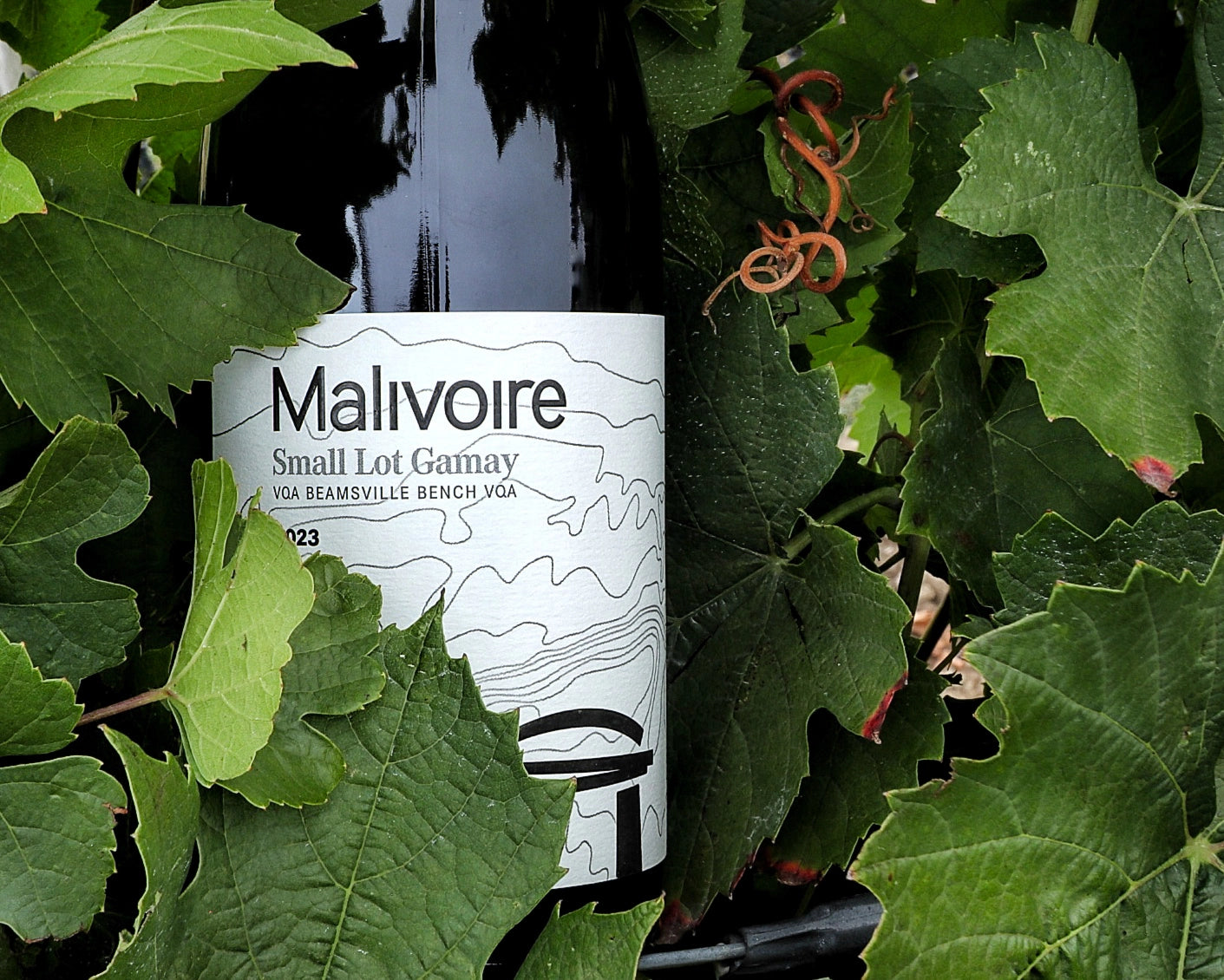 2023 Small Lot Gamay